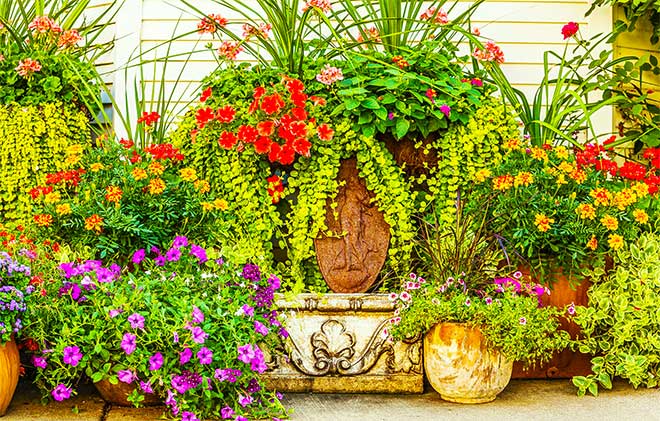 Best Flower Plants for Your Pot to Grow and Bloom Beautifully