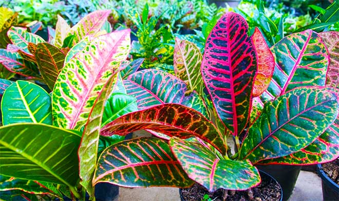 Plants With Dazzling Colorful Foliage